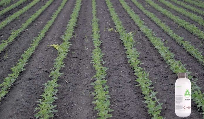 Agrosaveti---Adama---Saltus---soja---01 Agrosaveti---Adama---Saltus---soja---01