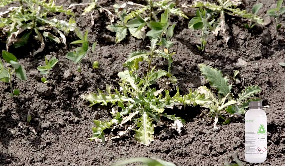 Agrosaveti---Adama---Saltus---soja---03