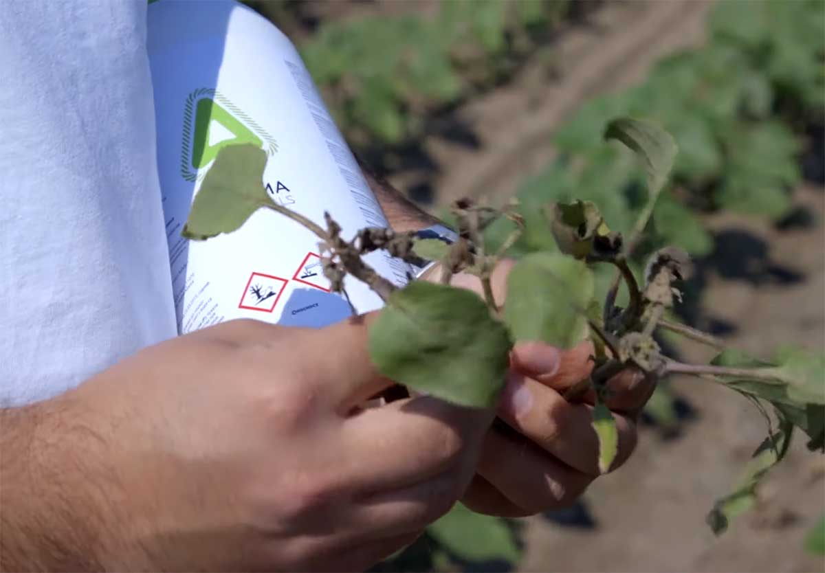 Agrosaveti---Adama---Saltus---suncokret---01
