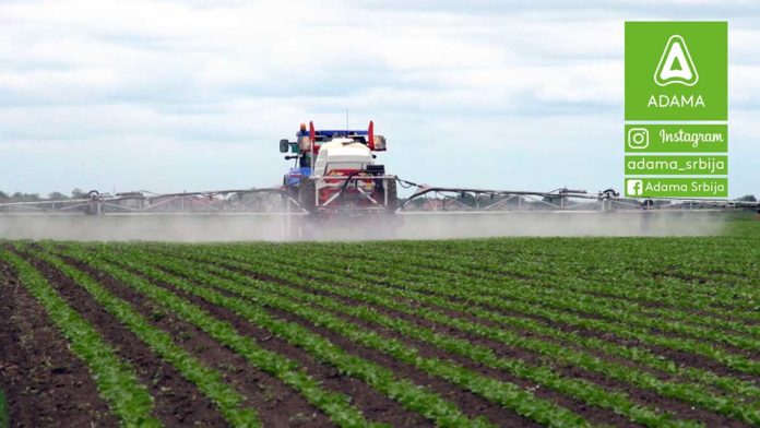 Agrosaveti---Adama---Secerna-repa---Korovi---Goltix-Gold---Cerkospora---prskanje-03 Agrosaveti---Adama---Secerna-repa---Korovi---Goltix-Gold---Cerkospora---prskanje-03