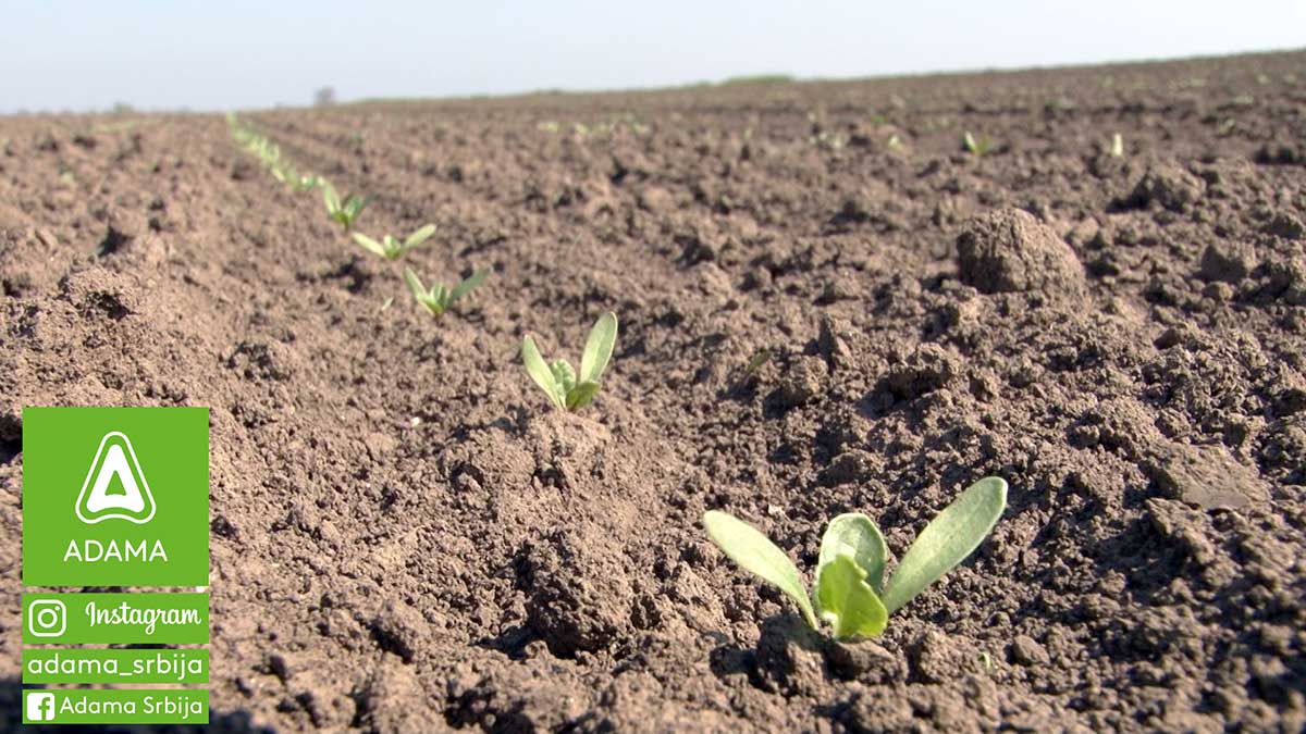 Agrosaveti---Adama---Secerna-repa---Korovi---Goltix-Gold---Cerkospora---prskanje