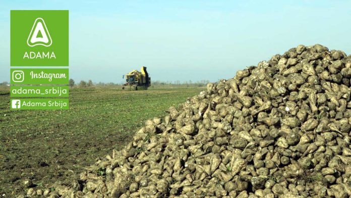 Agrosaveti---Adama---Secerna-repa---tehnologija-gajenja---agrotehnika---secer-02 Agrosaveti---Adama---Secerna-repa---tehnologija-gajenja---agrotehnika---secer-02