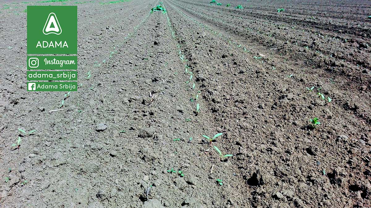 Agrosaveti---Adama---Secerna-repa---tehnologija-gajenja---agrotehnika---secer---Prvi-par-listova