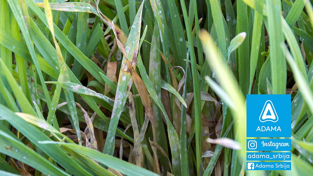Agrosaveti---Adama---jecam---mrezasta-pegavost---pepelnica---bolesti-01