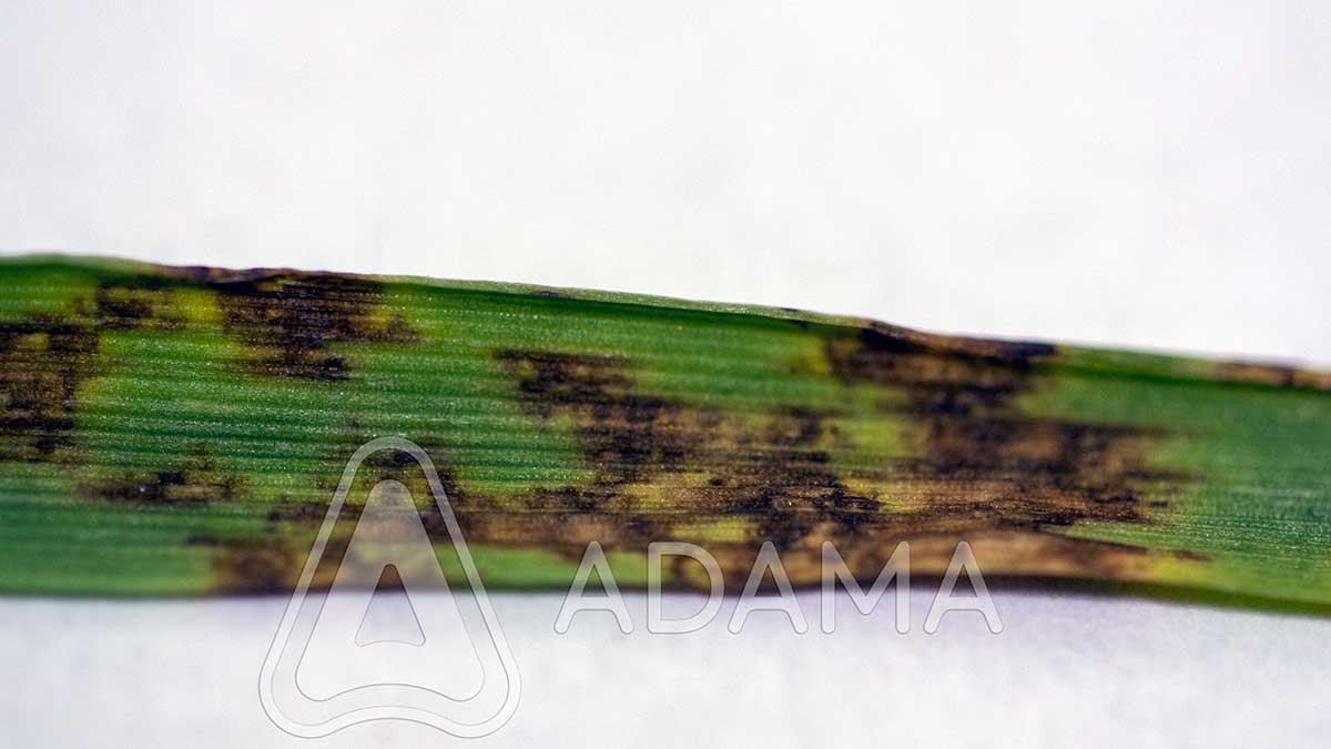 Agrosaveti---Adama---jecam---mrezasta-pegavost---pepelnica---bolesti-02
