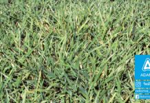 Ječam – Tehnologija gajenja Agrosaveti---Adama---jecam---mrezasta-pegavost---pepelnica---bolesti