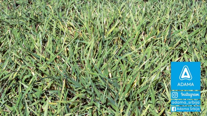 Agrosaveti---Adama---jecam---mrezasta-pegavost---pepelnica---bolesti Agrosaveti---Adama---jecam---mrezasta-pegavost---pepelnica---bolesti