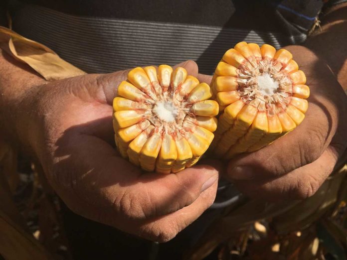 Agrosaveti---Dekalb-kukuruz Agrosaveti---Dekalb-kukuruz