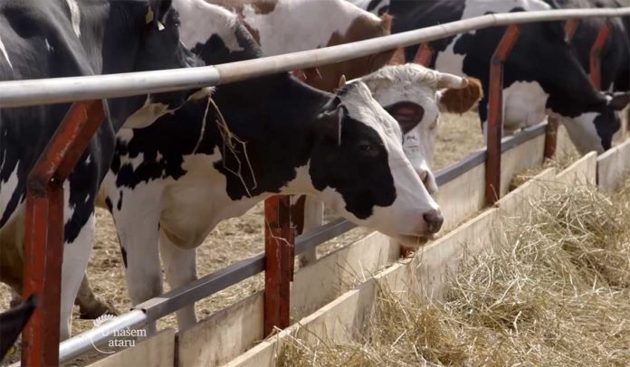 Agrosaveti---Farma-krava---mleko---Tomasevac---01