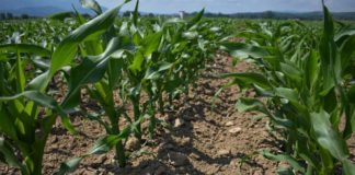 Agrosaveti---Galenika-fitofarmacija---dobar-kukuruz-small