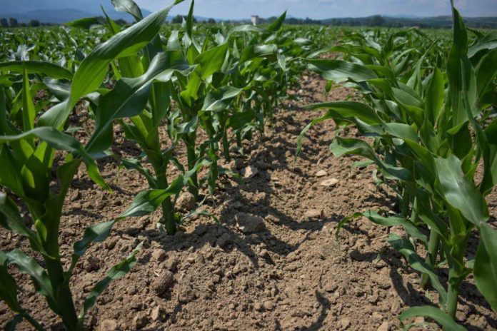 Agrosaveti---Galenika-fitofarmacija---dobar-kukuruz-small