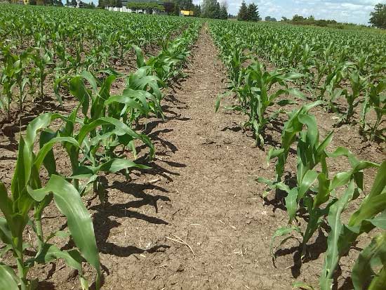Agrosaveti---Galenikafitofarmacija---aktuelna_primena_kukuruz_2019-03-29_s