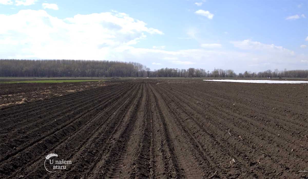 Agrosaveti---Proitvodnja-povrca-Glogonj---01