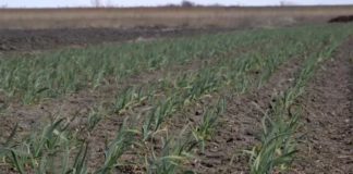 Agrosaveti---Proitvodnja-povrca-Glogonj---03