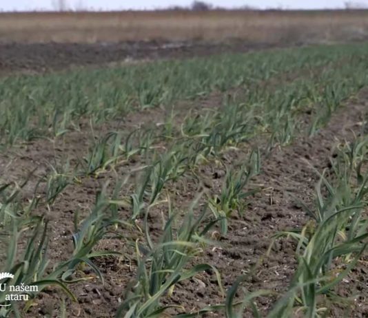 Agrosaveti---Proitvodnja-povrca-Glogonj---03