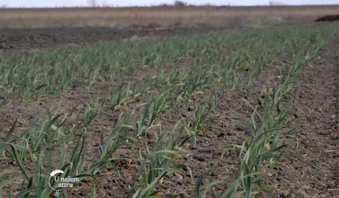 Agrosaveti---Proitvodnja-povrca-Glogonj---03 Agrosaveti---Proitvodnja-povrca-Glogonj---03