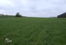 Ratarska proizvodnja u Surduku Agrosaveti---Ratarska-proizvodnja-Surduk---01