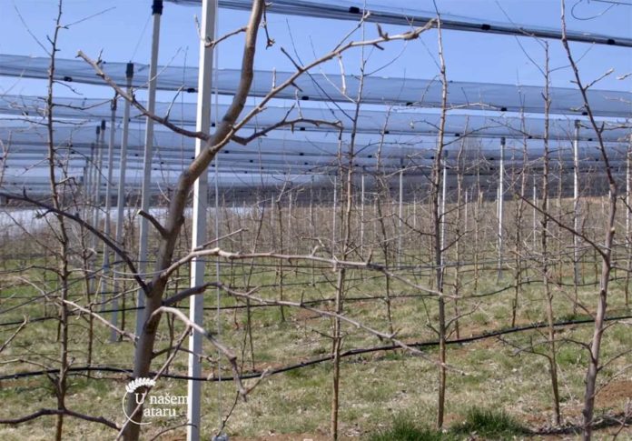 Agrosaveti---Savremeni-zasad-jabuka-Muzinac---01 Agrosaveti---Savremeni-zasad-jabuka-Muzinac---01