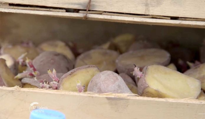 Agrosaveti---Setva-krompira-u-cacanskoj-opstini---02