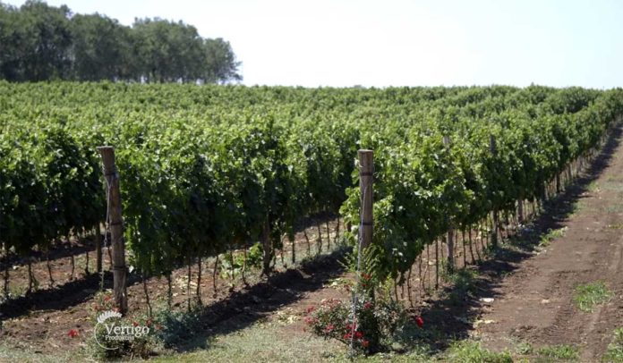 Agrosaveti---Vinarija-Dibonis---02