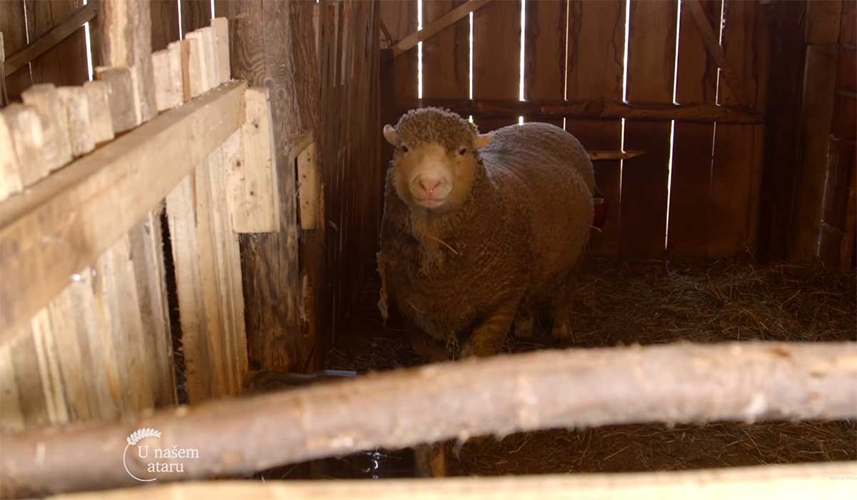 Agrosaveti---uzgoj-Il-de-France-ovaca---01