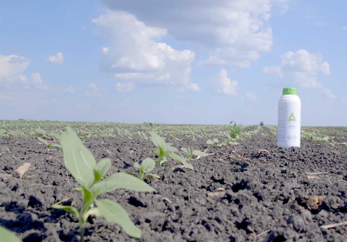 Agrosaveti---Adama---Saltus---suncokret---02