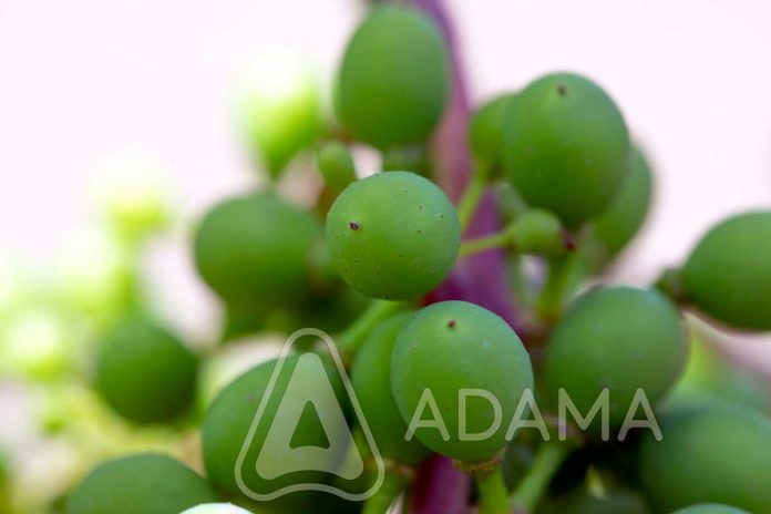 Agrosaveti---Adama---vinova-loza---plamenjaca---pepelnica---siva-trulez---Linus---Shavit-02 Agrosaveti---Adama---vinova-loza---plamenjaca---pepelnica---siva-trulez---Linus---Shavit-02