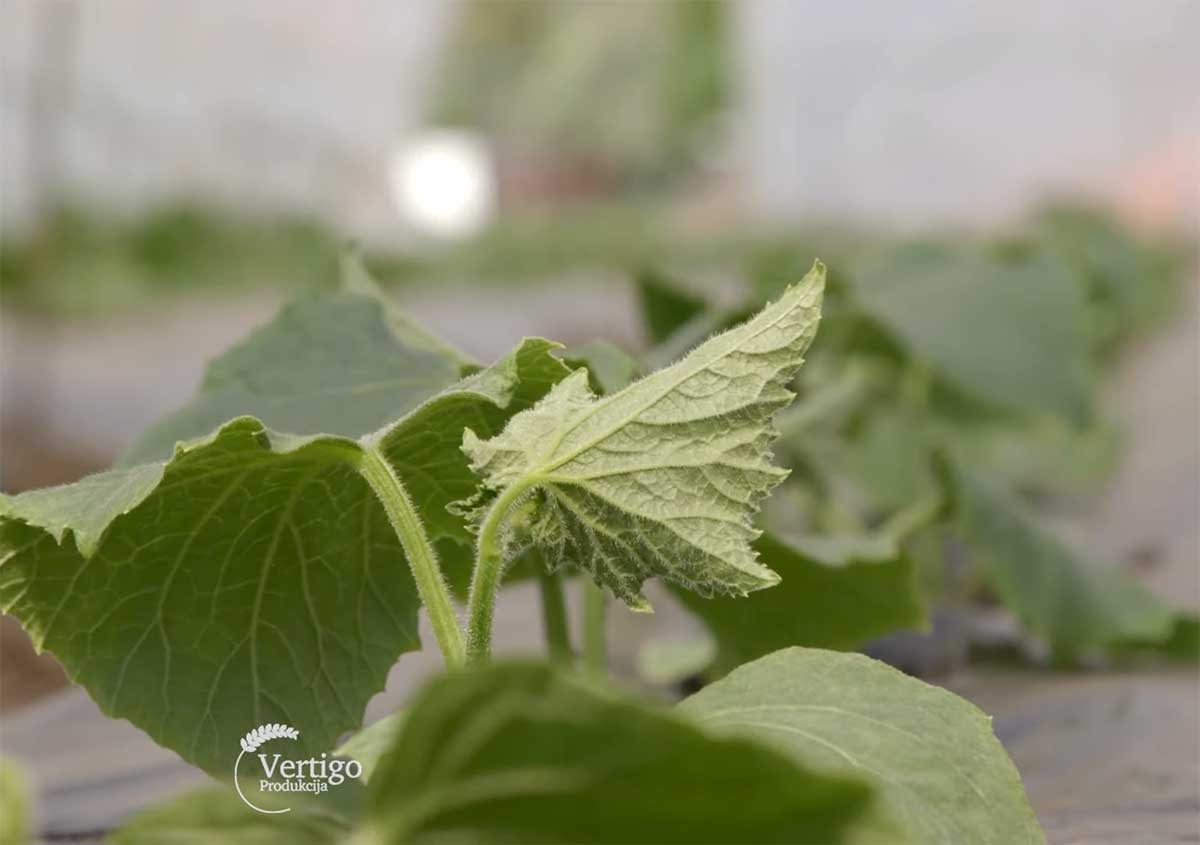 Agrosaveti---Plastenicka-proizvodnja-povrca-Kikinda---01