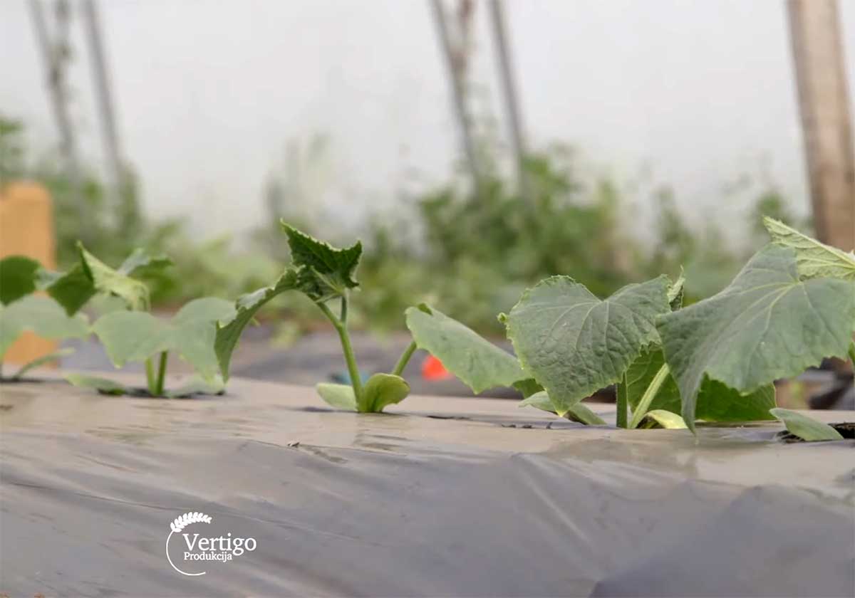 Agrosaveti---Plastenicka-proizvodnja-povrca-Kikinda---02