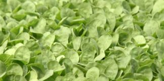Agrosaveti---Proizvodnja-rasada-duvana---02