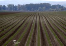 Agrosaveti---Proizvodnja-sargarepa---Begec---02
