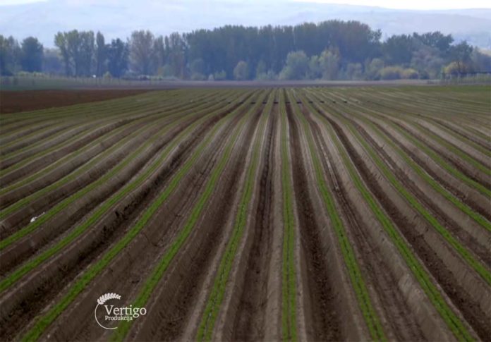 Agrosaveti---Proizvodnja-sargarepa---Begec---02 Agrosaveti---Proizvodnja-sargarepa---Begec---02