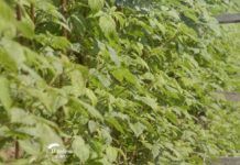 Agrosaveti---Uzgoj-malina-kod-Leskovca---03
