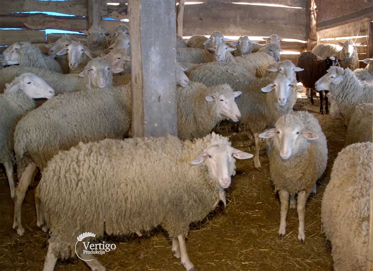 Agrosaveti---Uzgoj-virtemberg-rase-ovaca-u-Lopusniku---02