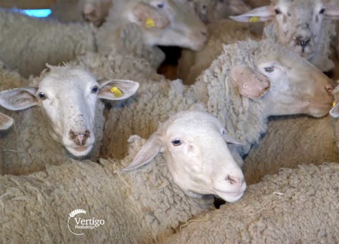 Agrosaveti---Uzgoj-virtemberg-rase-ovaca-u-Lopusniku---03 Agrosaveti---Uzgoj-virtemberg-rase-ovaca-u-Lopusniku---03