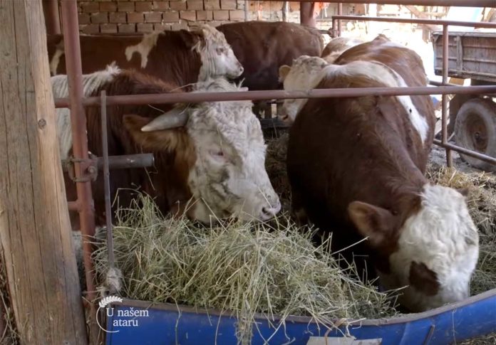 Agrosaveti---Uzgov-bikova,-svinja-i-ovaca-u-Begecu---02 Agrosaveti---Uzgov-bikova,-svinja-i-ovaca-u-Begecu---02