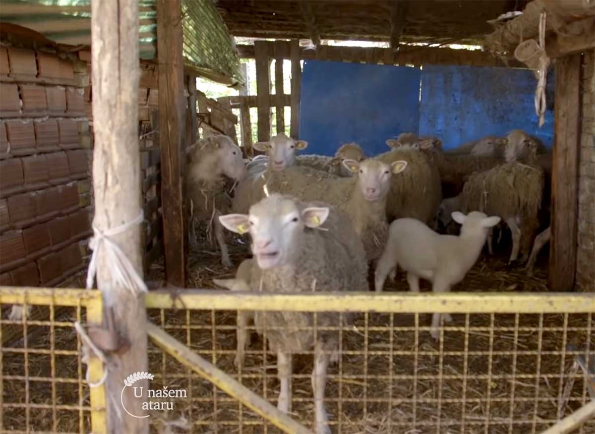 Agrosaveti---Uzgov-bikova,-svinja-i-ovaca-u-Begecu---03