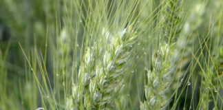 Agrosaveti---Adama---Dan-polja---01