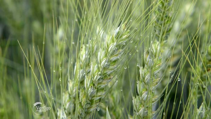 Agrosaveti---Adama---Dan-polja---01 Agrosaveti---Adama---Dan-polja---01