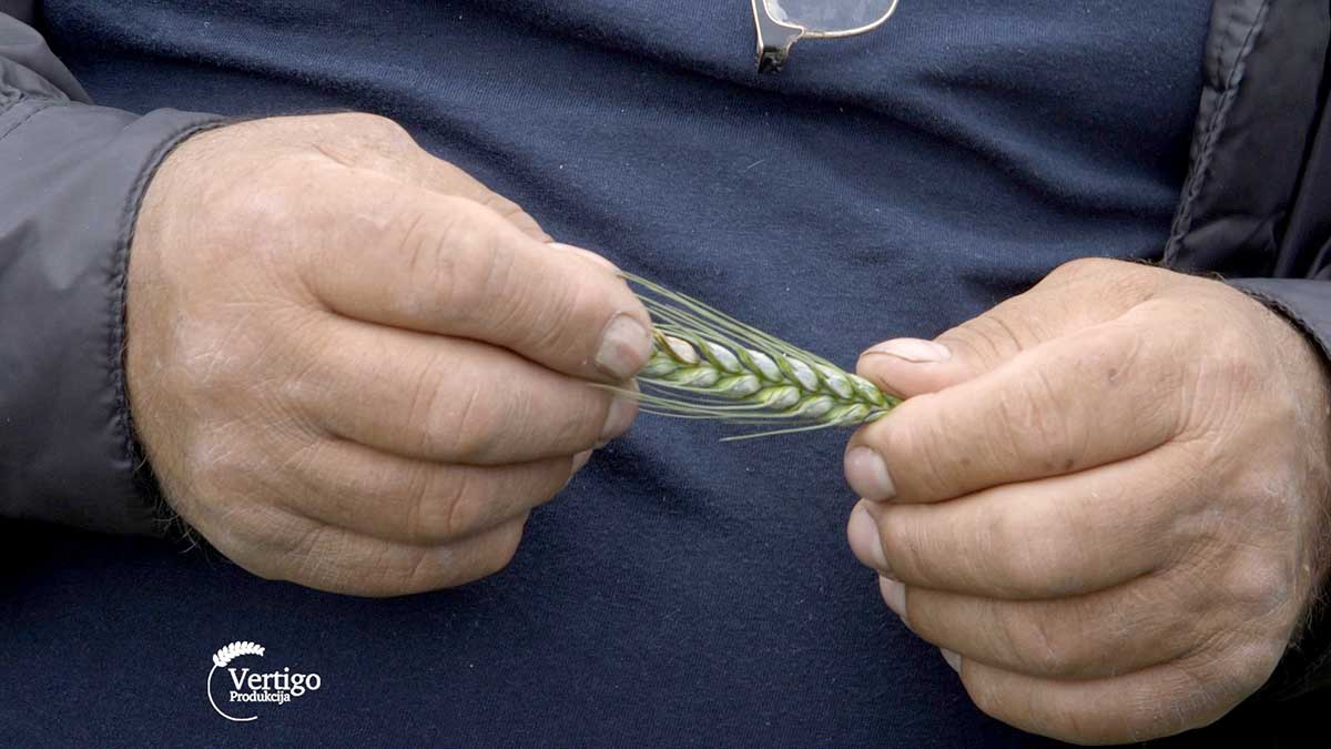 Agrosaveti---Adama---Dan-polja---02