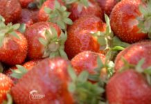 Agrosaveti---Berba-jagoda---Backa-Palanka---03