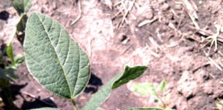 Agrosaveti---Gusenica-u-soji---01