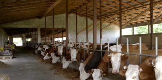 Agrosaveti---IPARD---Farma-krava---Tavankut---02