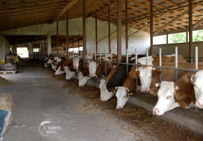 krava Agrosaveti---IPARD---Farma-krava---Tavankut---02