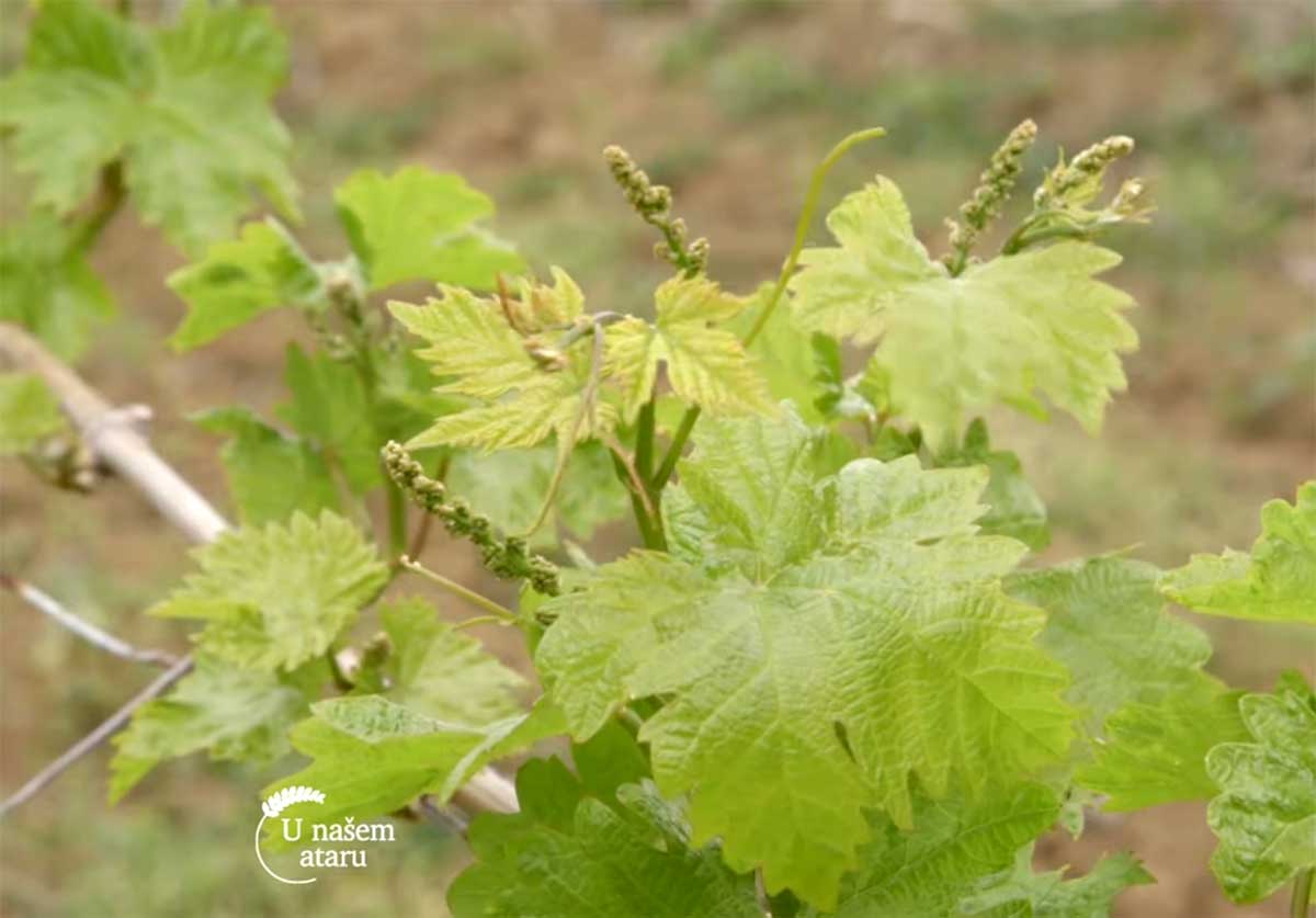 Agrosaveti---Proizvodnja-vina---Gradina---03