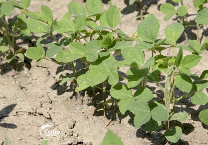 Agrosaveti---Ratarska-proizvodnja---Backa-Palanka---032