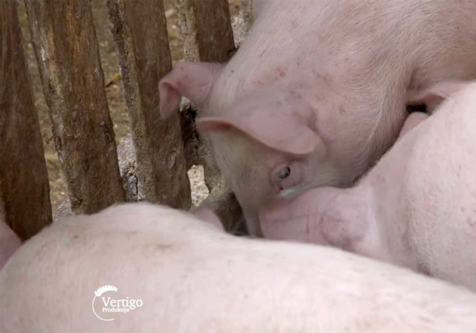 Agrosaveti---Stocarska-proizvodnja---Veliki-Borak---Barajevo---02