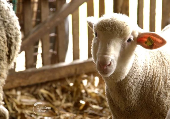 Agrosaveti---Udruzenje-mladih-poljoprivrednika-Srbije---03