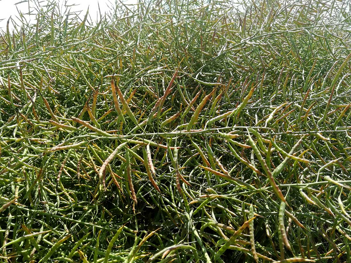 Agrosaveti---Uljana-repica---01