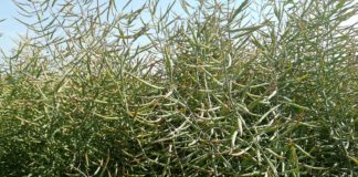 Agrosaveti---Uljana-repica---03